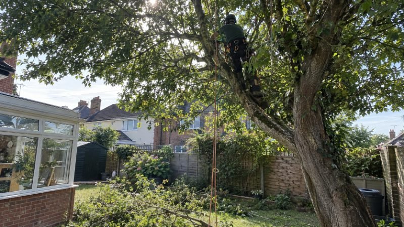 Crown Thinning services in Corby, North Northamptonshire