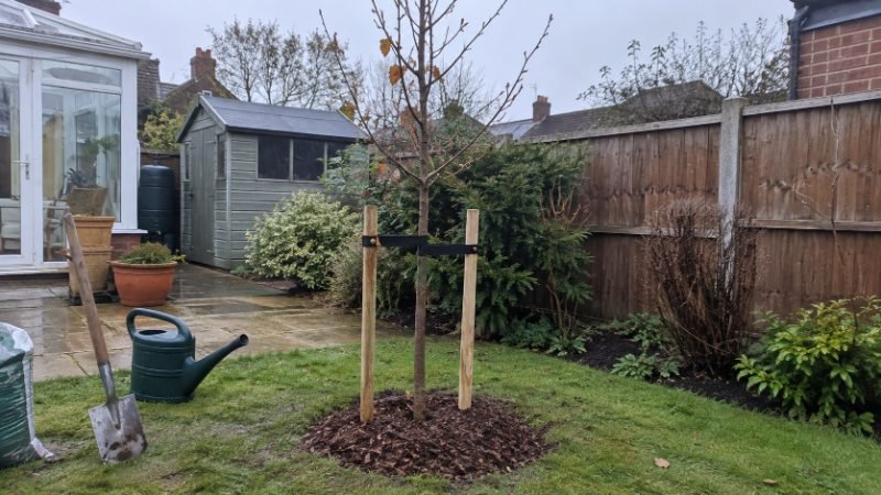 Tree Pruning services in Corby, North Northamptonshire